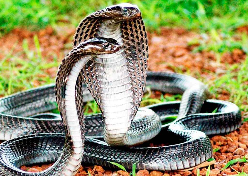 Mơ thấy 2 con rắn là điềm báo xấu cho sức khỏe.