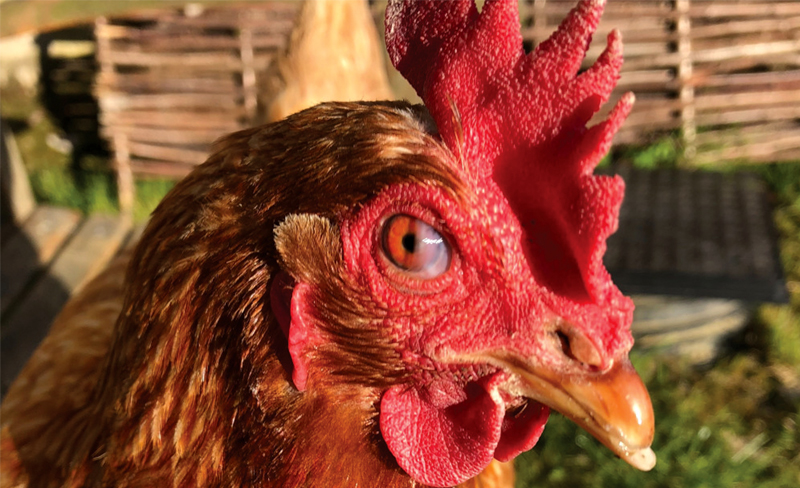 Sử dụng thuốc đặc trị đau mắt giúp gà nhanh khỏi bệnh.