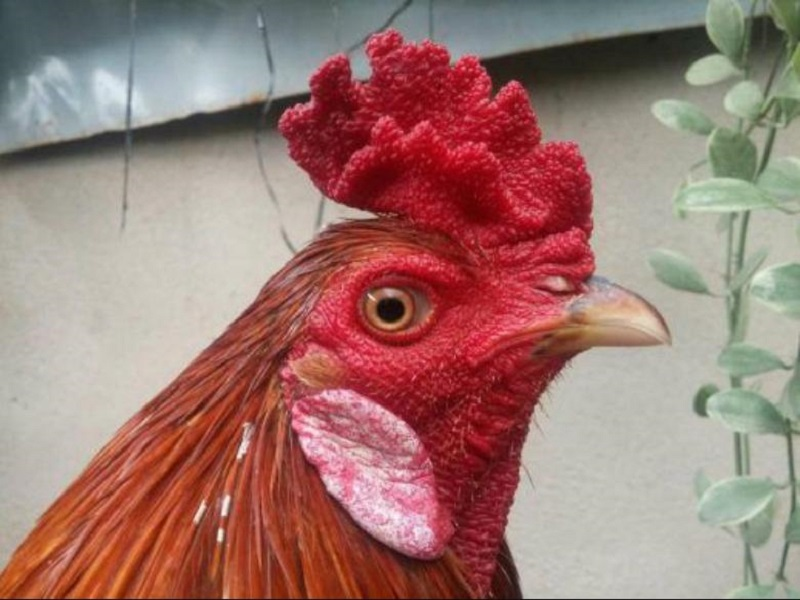 Mào vua ở gà chọi xuất hiện phổ biến.